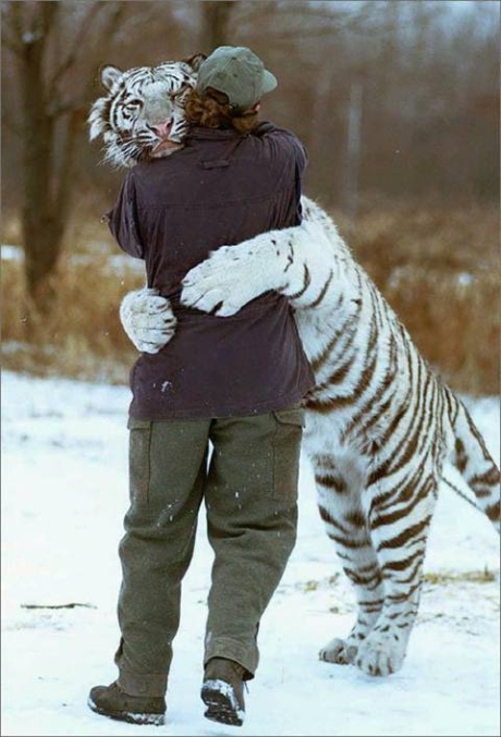 tiger hug